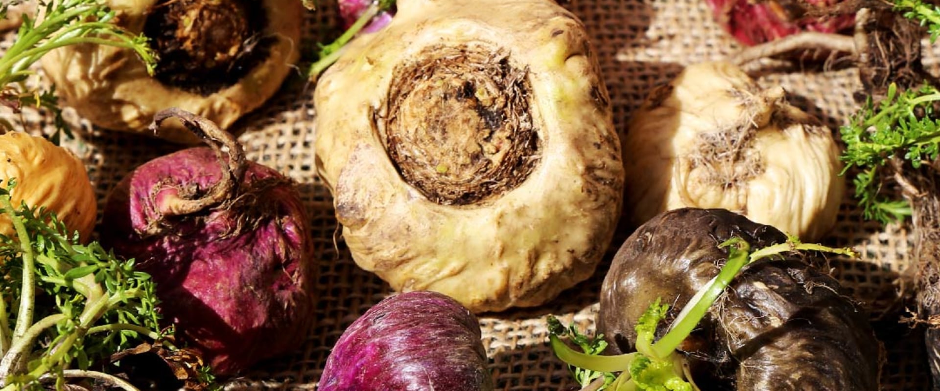 The Impact of Maca Root on Estrogen and Testosterone Levels: A Comprehensive Guide
