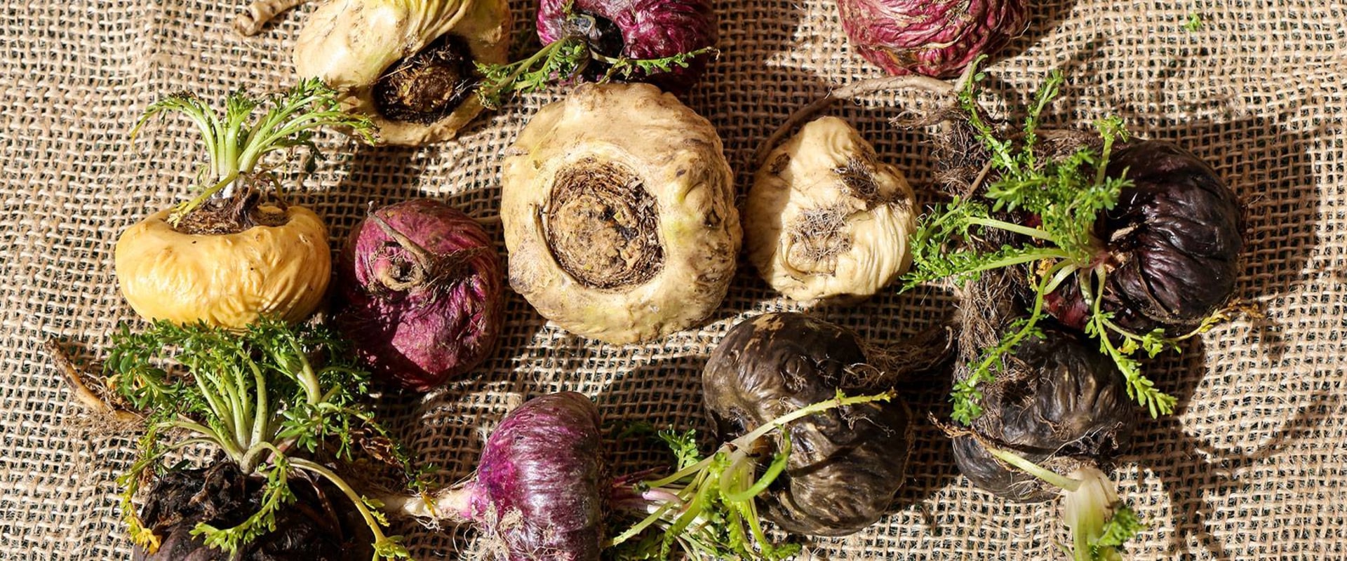 Boosting Energy Levels with Maca Root: Transform Your Health with This Superfood