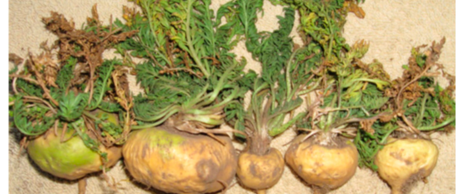 Enhancing Physical Performance with Maca Root