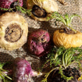 Boosting Energy Levels with Maca Root: How This Superfood Can Transform Your Health