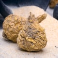 The Benefits and Uses of Maca Root: A Comprehensive Guide to Dosage and Side Effects