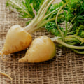 All You Need to Know About Maca Root and Its Antioxidant Benefits