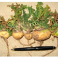 Enhancing Physical Performance with Maca Root