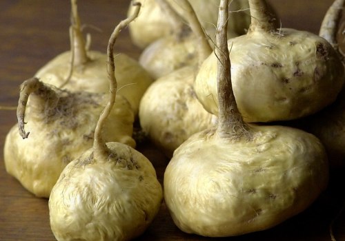 Exploring the Benefits of Maca Root for Increased Energy
