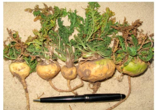 Enhancing Physical Performance with Maca Root